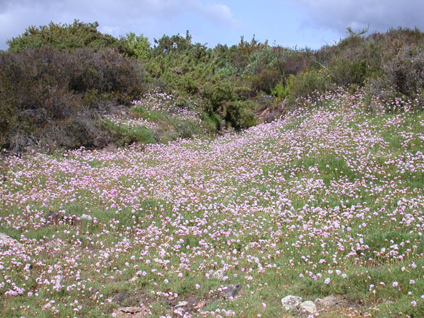 Wildflower Habitat