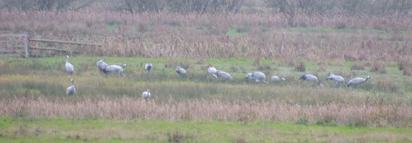 Cranes foraging on Somerset Levels