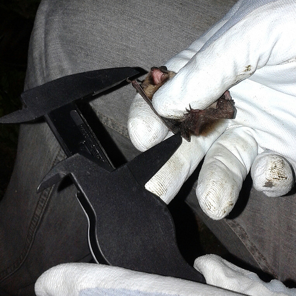 Bat surveys in Cornwall